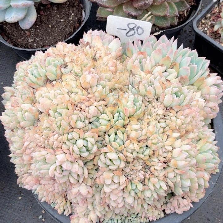 晨语多肉，一物一拍80