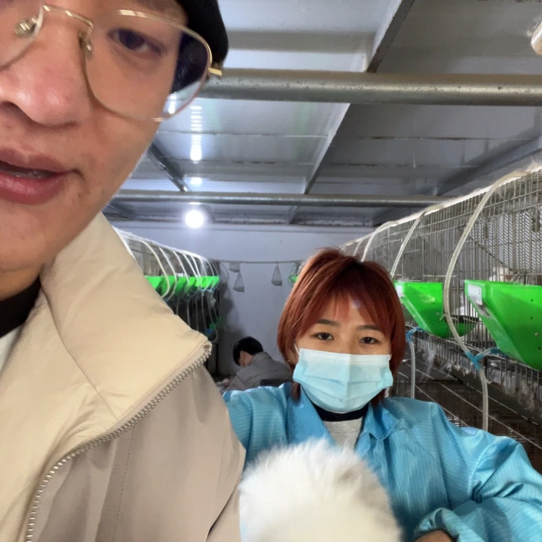 ****双血统英系安哥拉兔