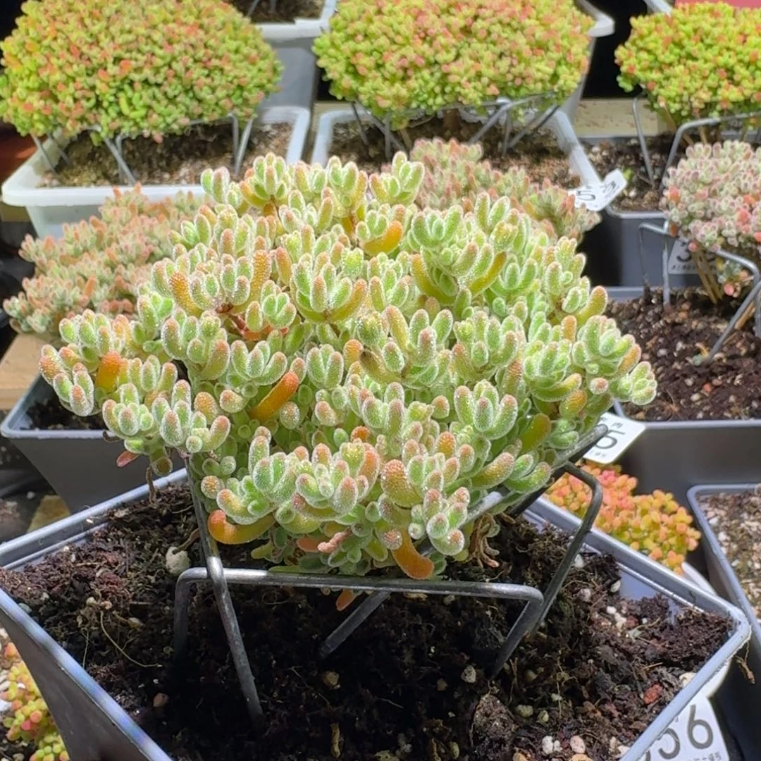 枝干番杏橘子冰晶399