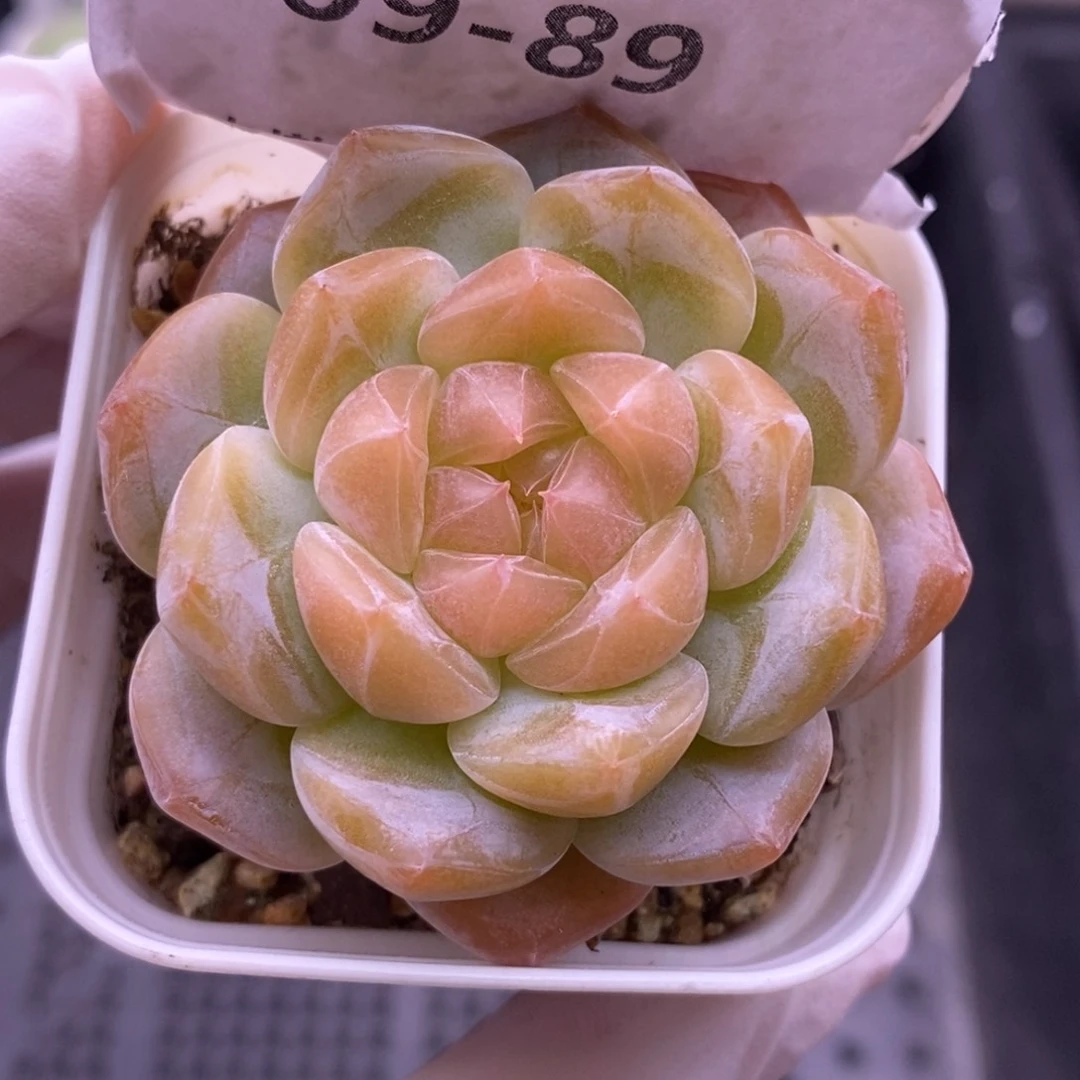 【闪购商品】09-89