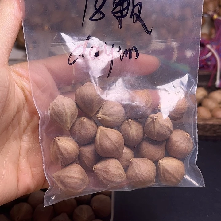 d***g橄榄核手串/手链素核