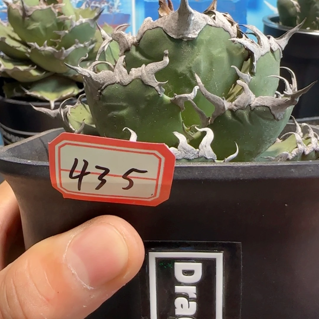 凯撒龙舌兰1111111