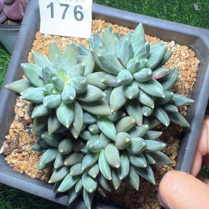 乌拉克拉            多肉植物