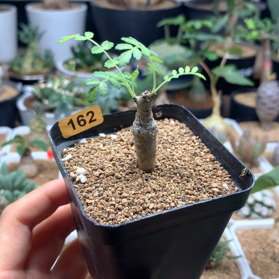 实生尼勒达乳香带盆