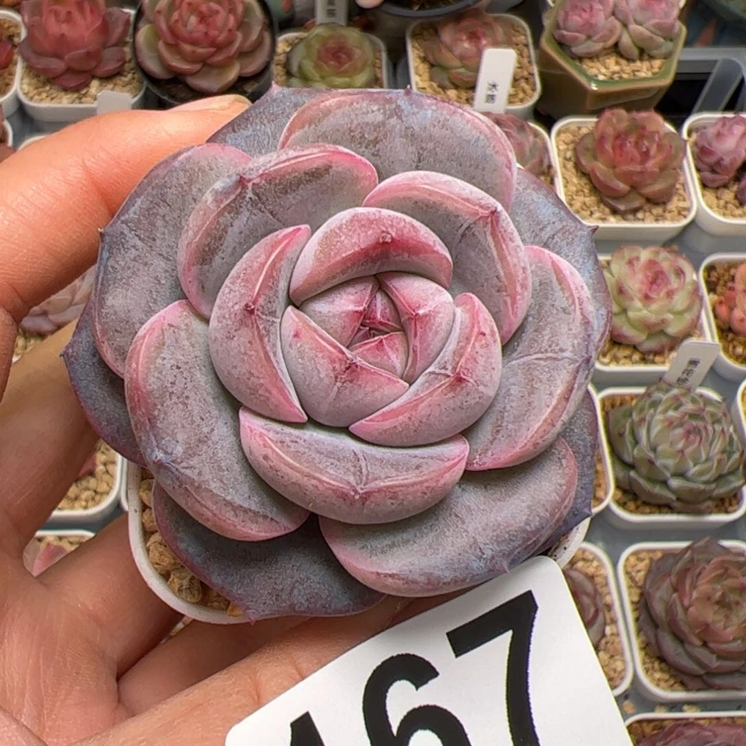 筱****?167 多肉植物组合盆栽