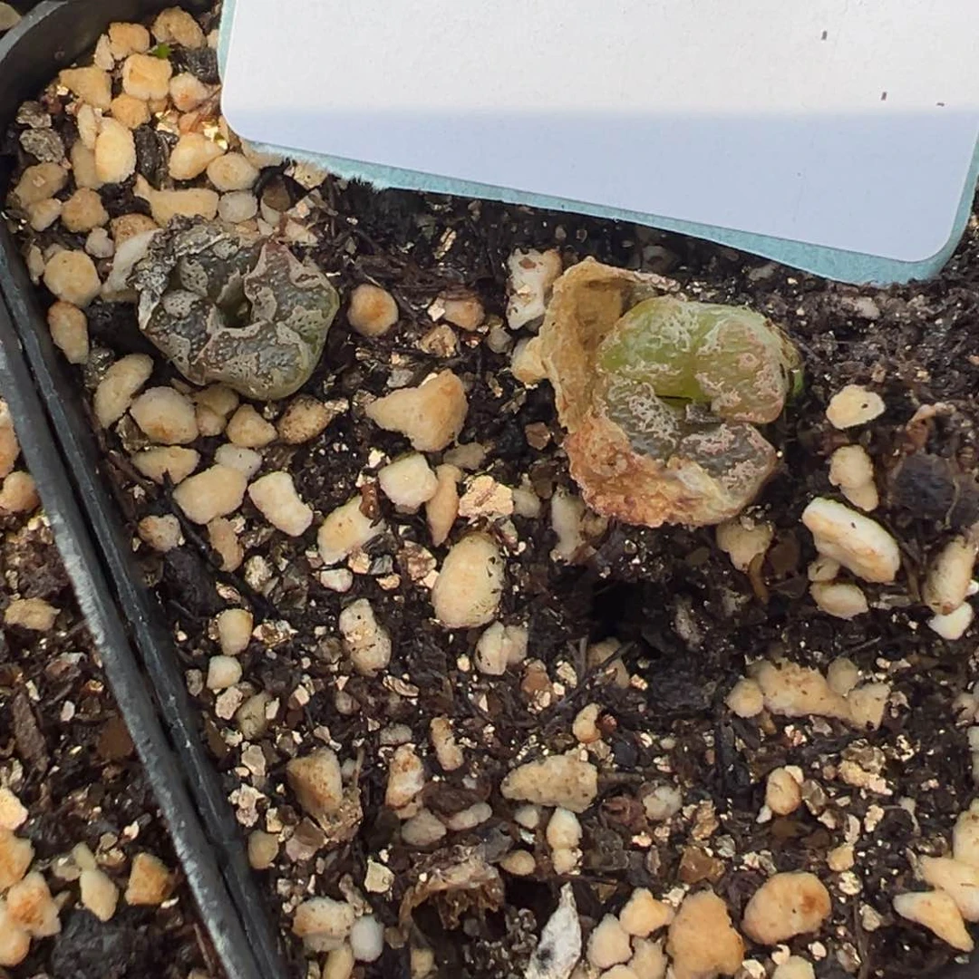 8-153肉锥多肉植物，