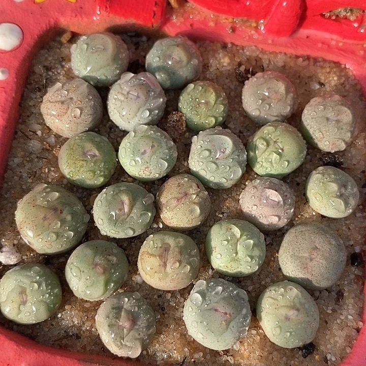 单头0064小红嘴一颗