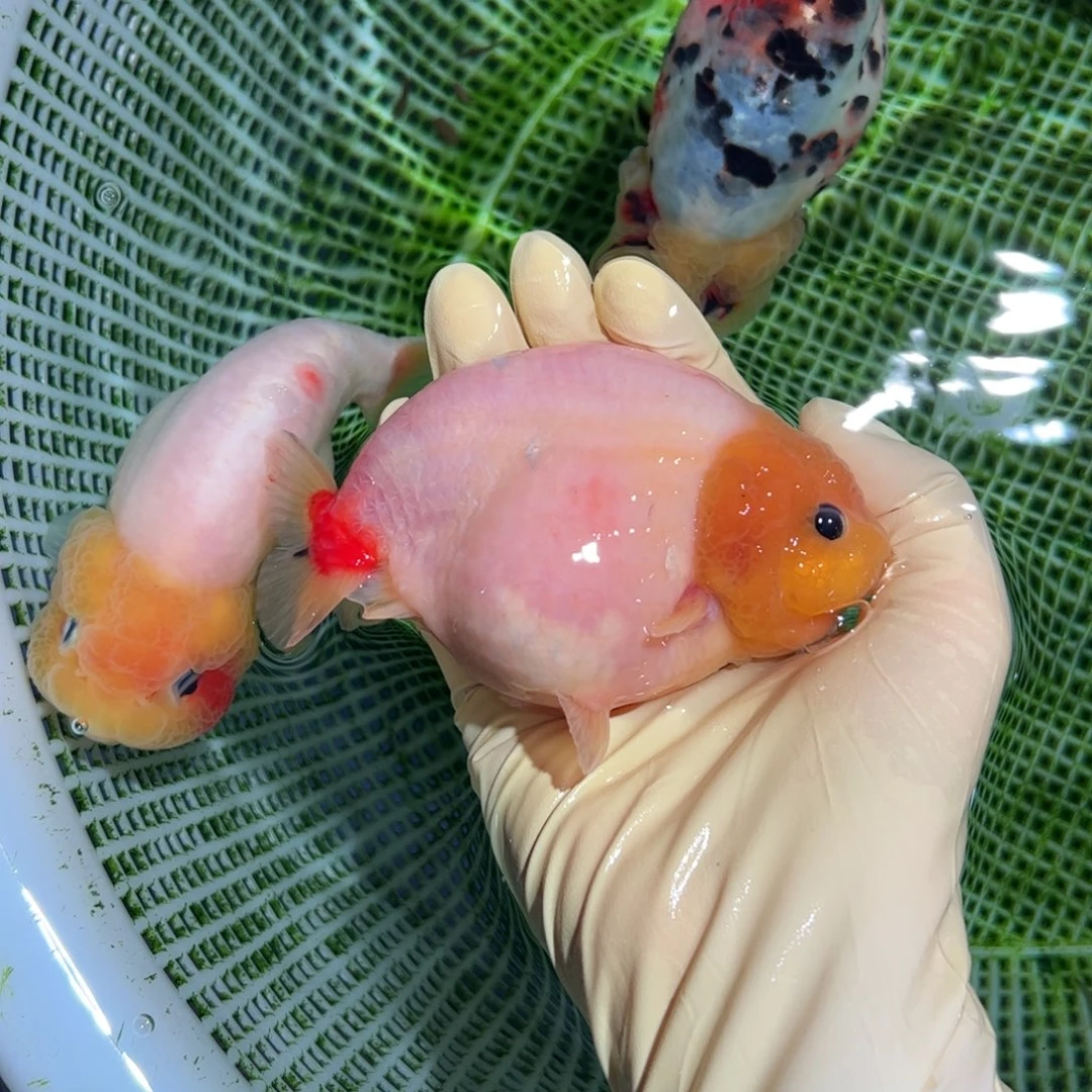 金鱼买够三条顺丰包邮陆运。