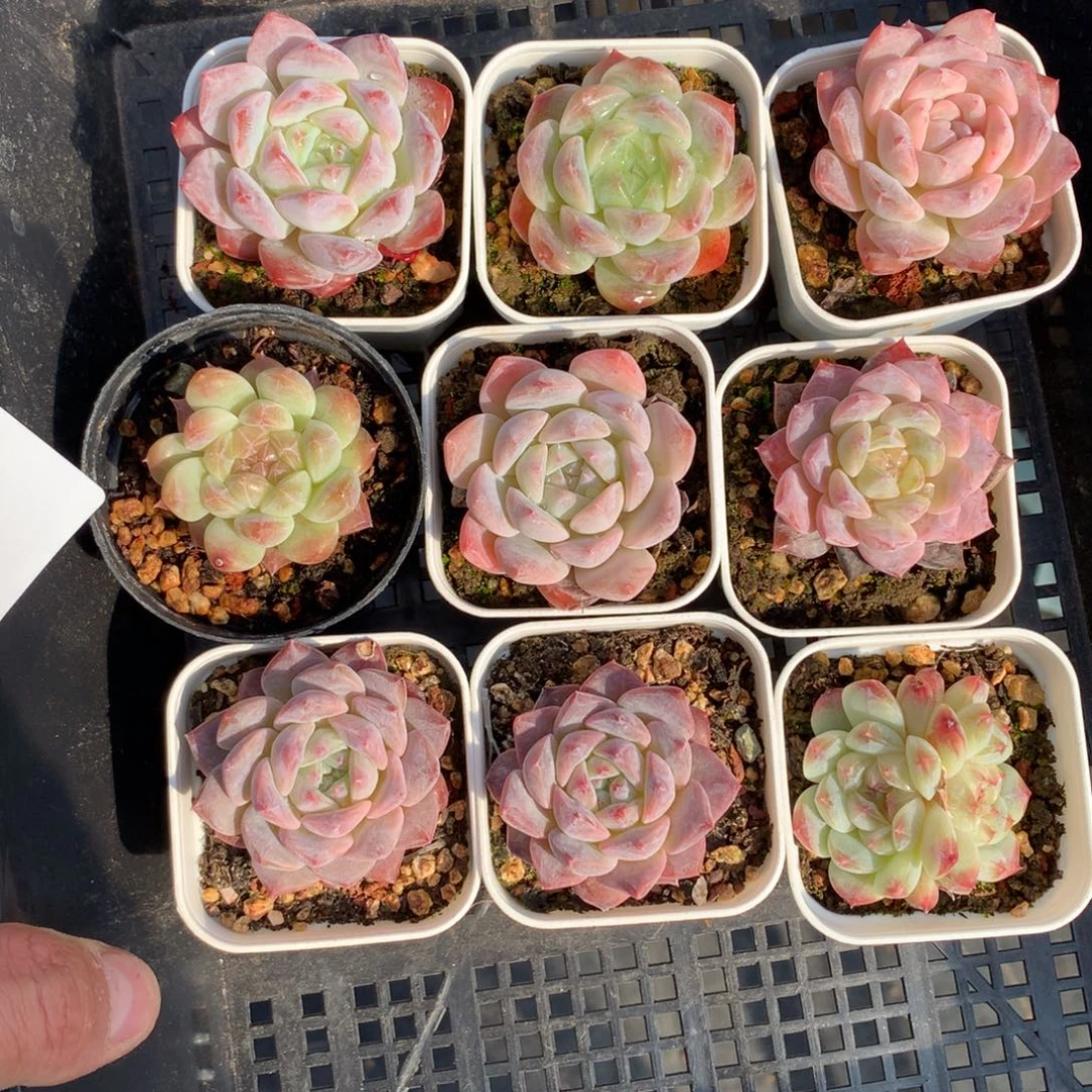 1128-41 套餐一组