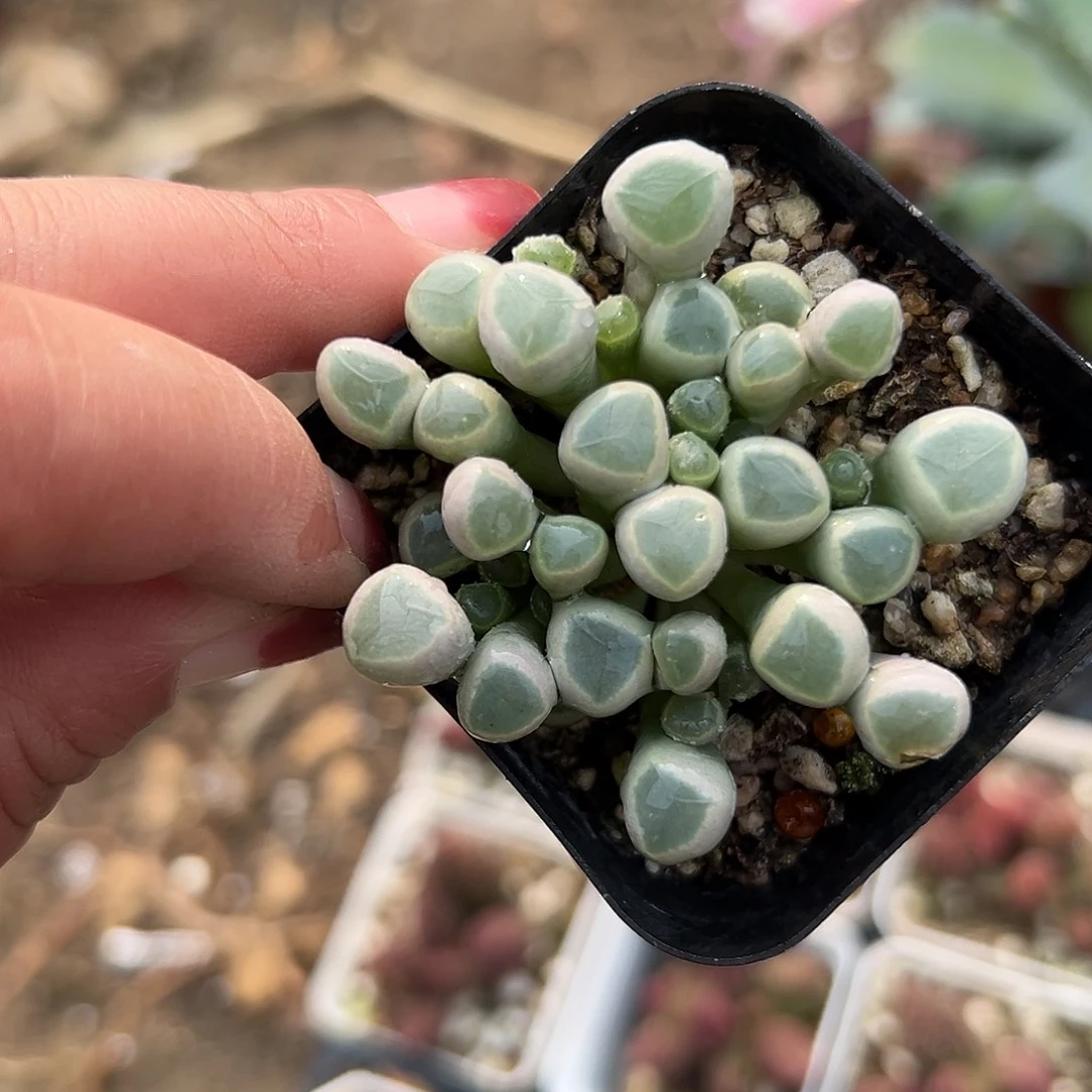 多肉植物五十灵玉