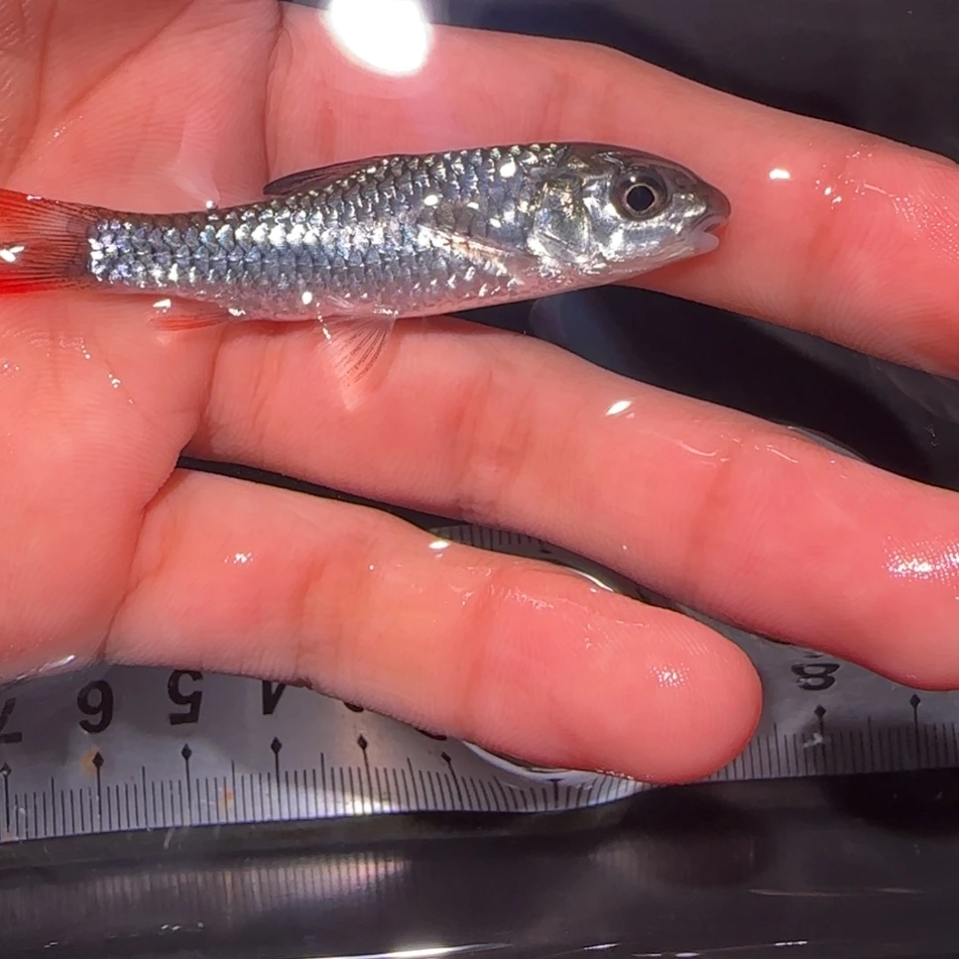 海水鱼蓝旗彩虹非洲蓝彩