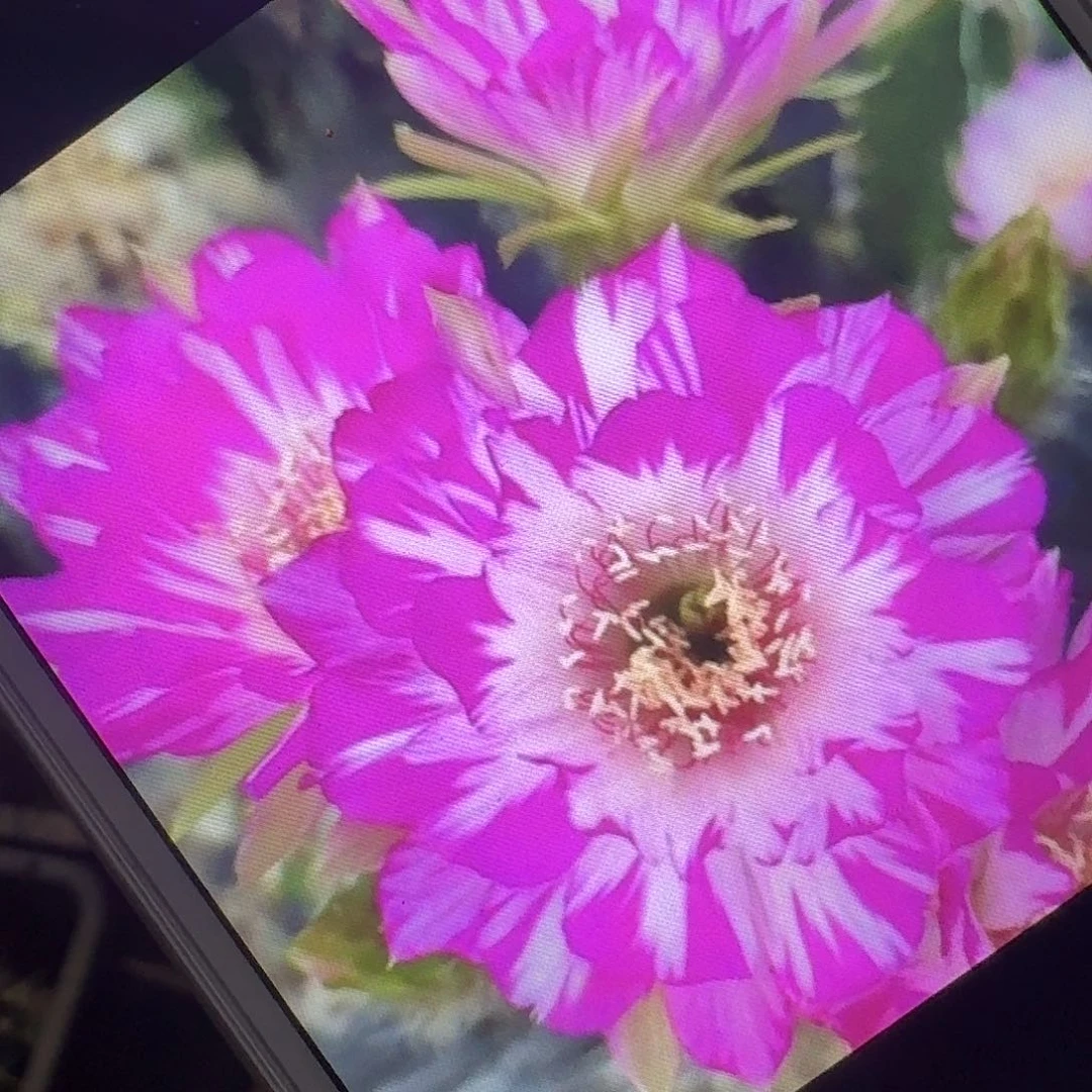 妖碟侧芽3公分丽花仙人球