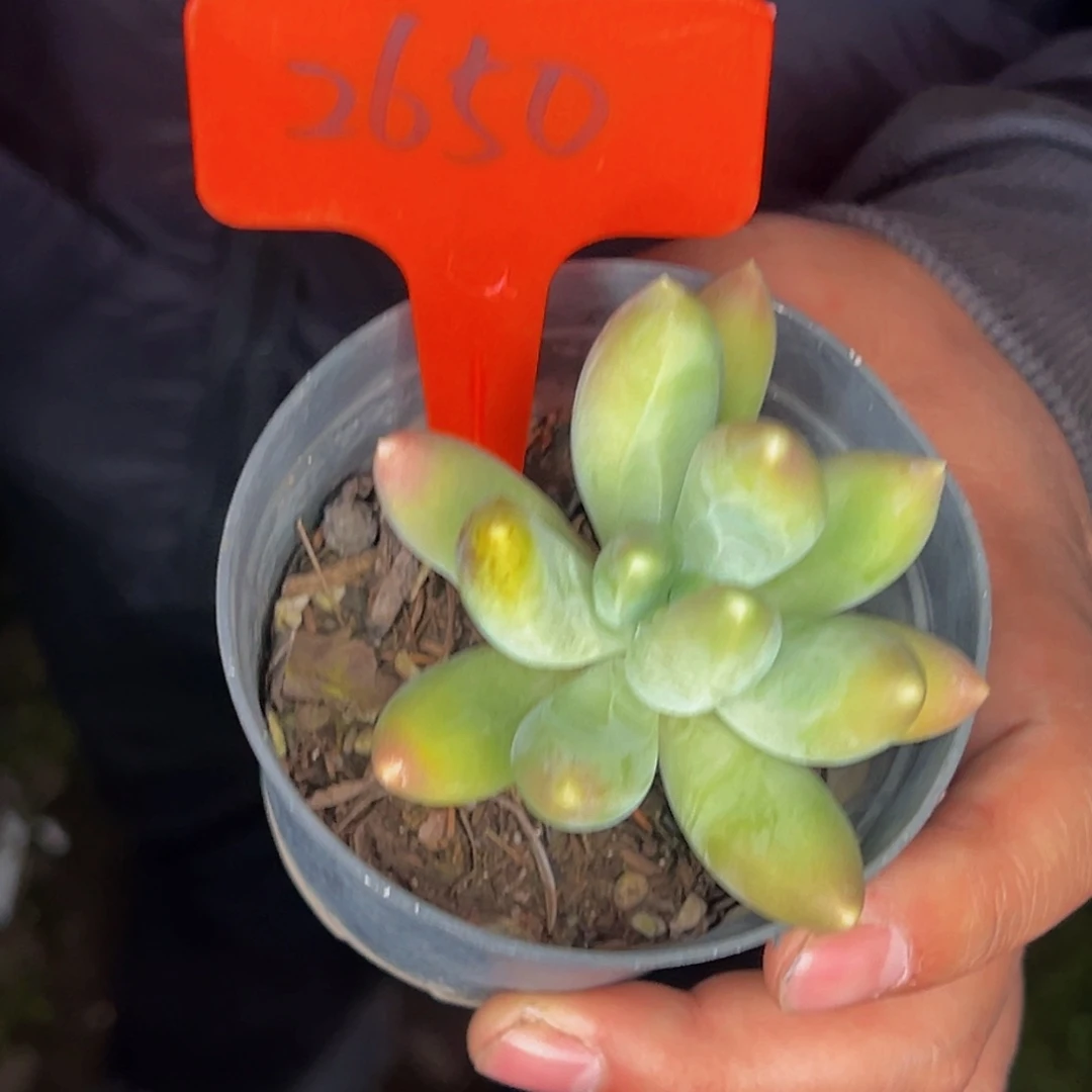 2650号晚上多肉植物群生