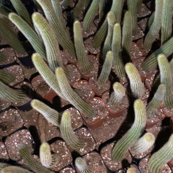 缘***哥双色金妞自根20个保15