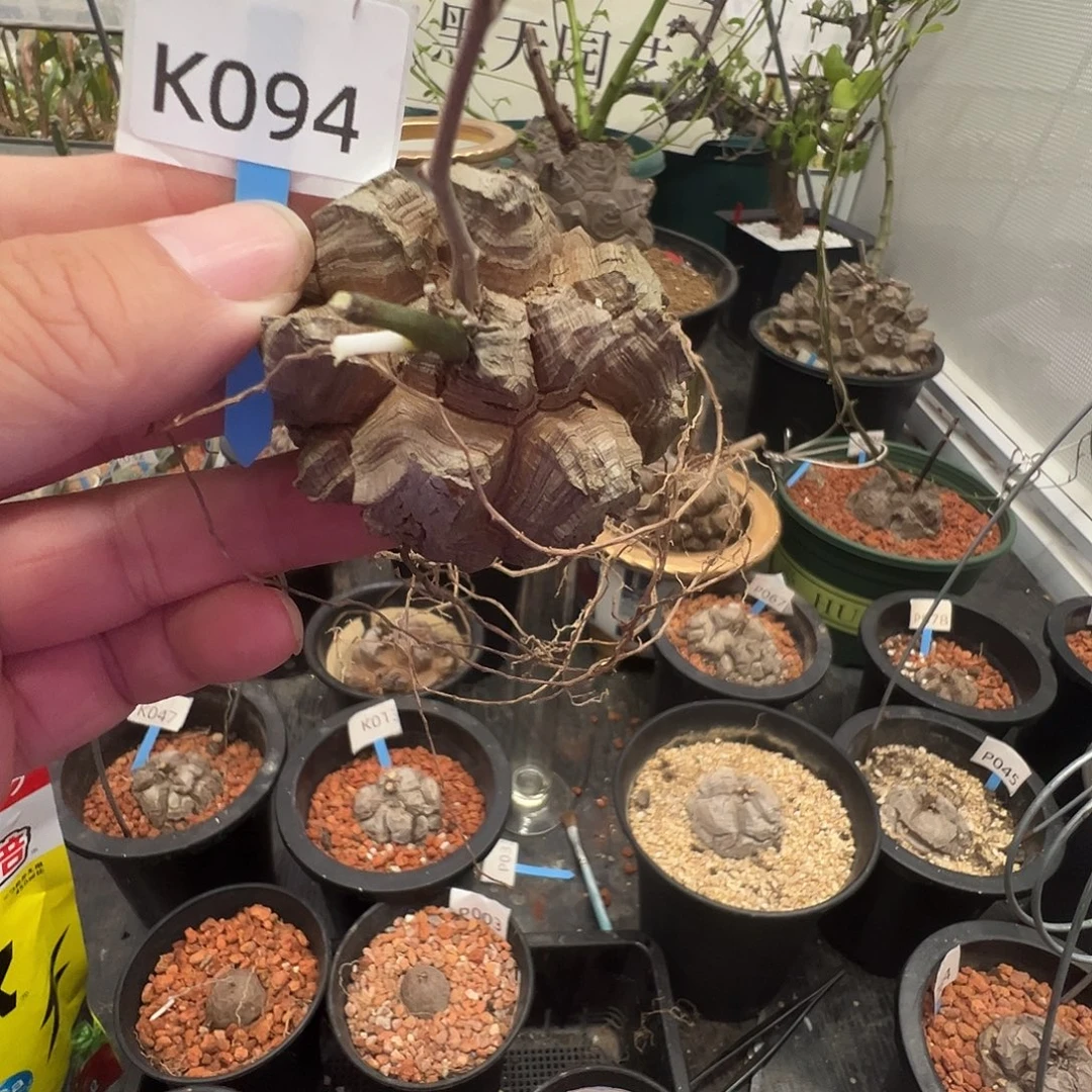 多肉植物专拍 一物一拍 南非龟甲龙094