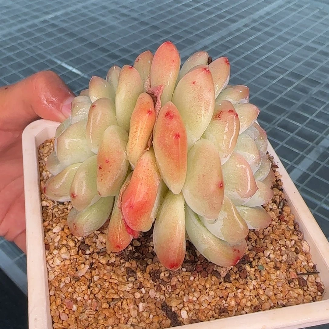 从前慢甄选多肉编号冰玉