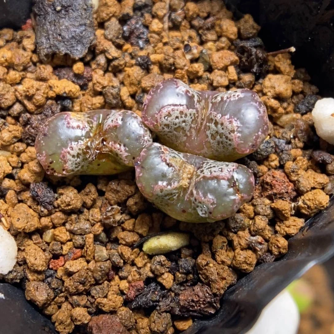 多肉植物肉锥杂交K-4890 勋章