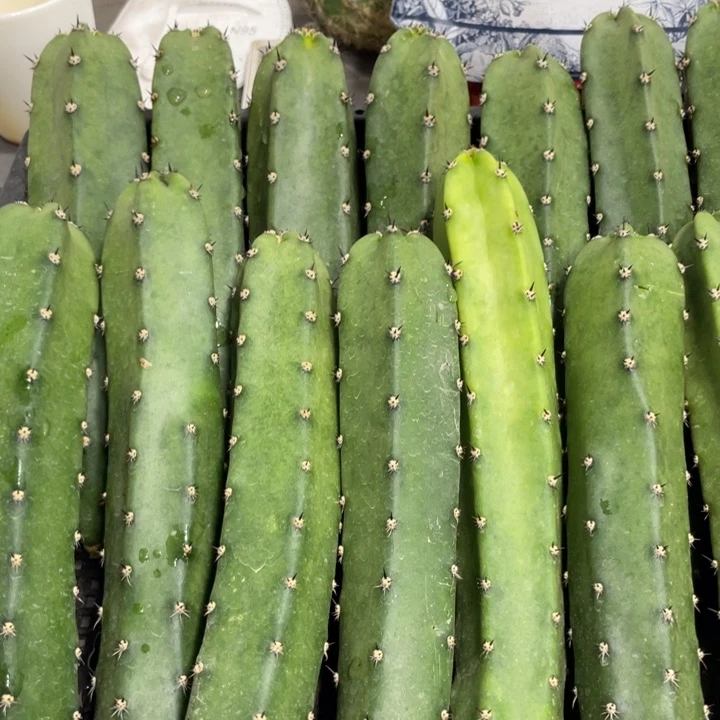 红花袖铺实生一代侧芽5.88