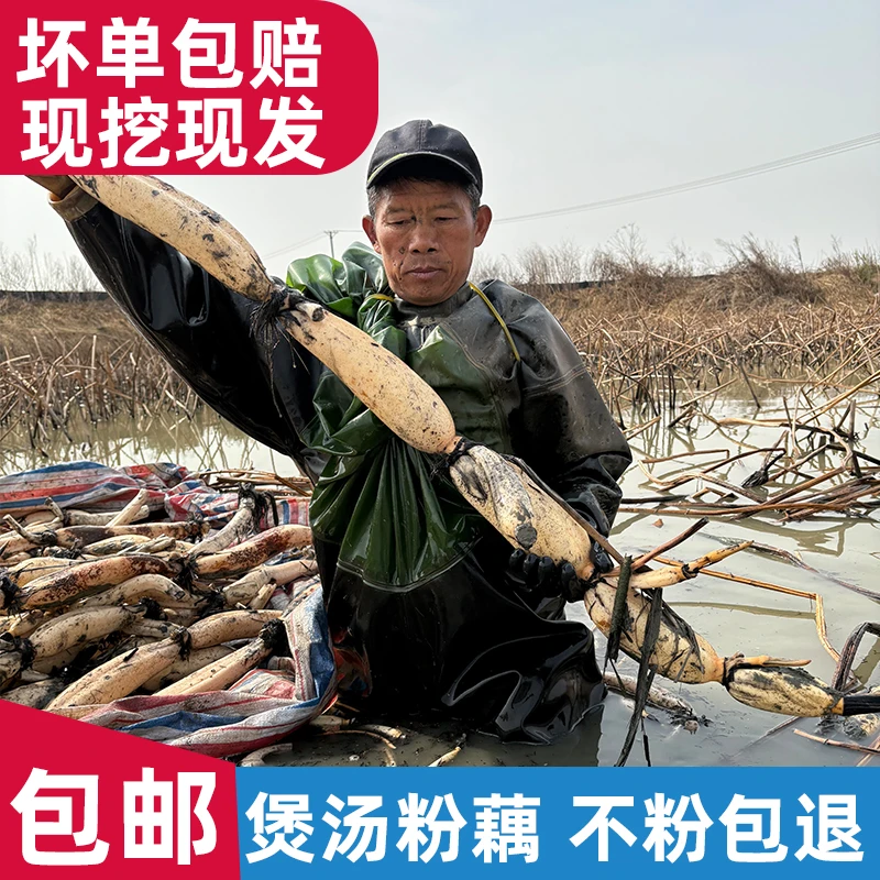 湖北土特产洪湖九孔红莲藕煲汤炖汤炒新鲜蔬菜现挖现发糯米韭菜藕