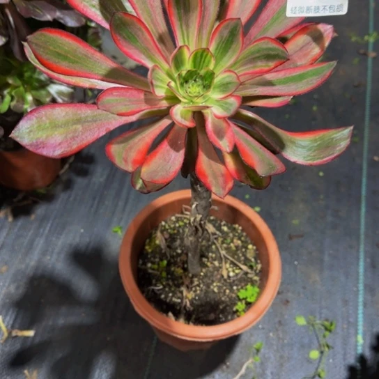 依***好无毒锦0766666孤品特价