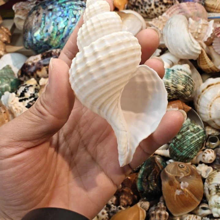 石材天然海螺贝壳寄居蟹替换壳