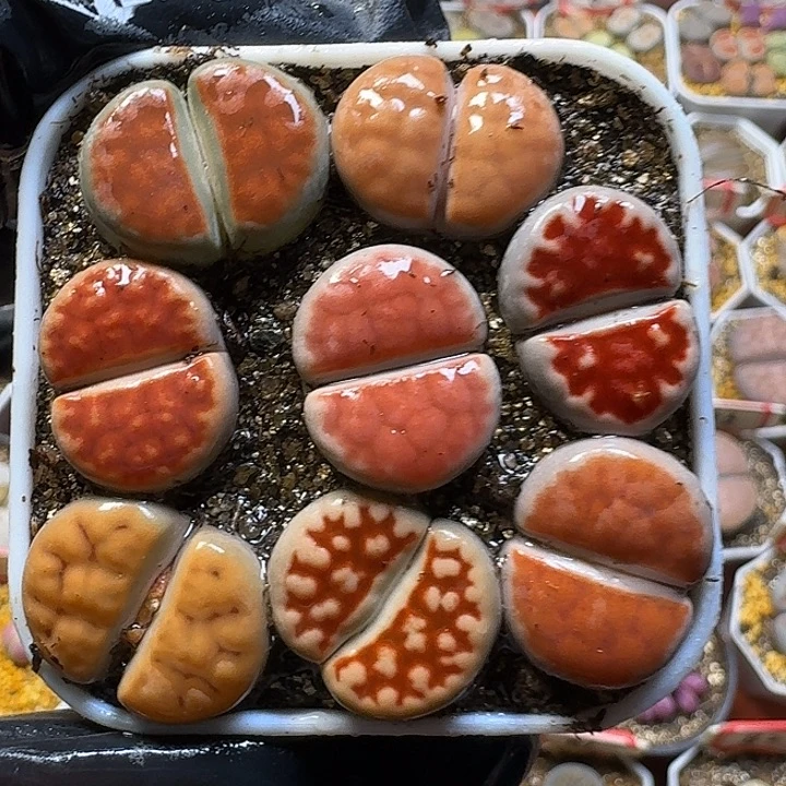 生石花2111222。   151