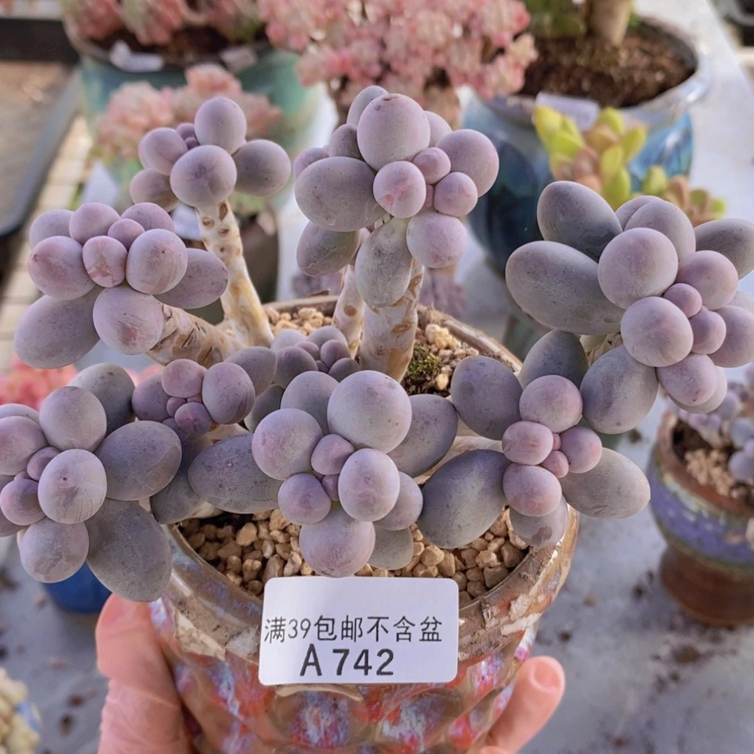 香水手指奶14cm742多肉植物