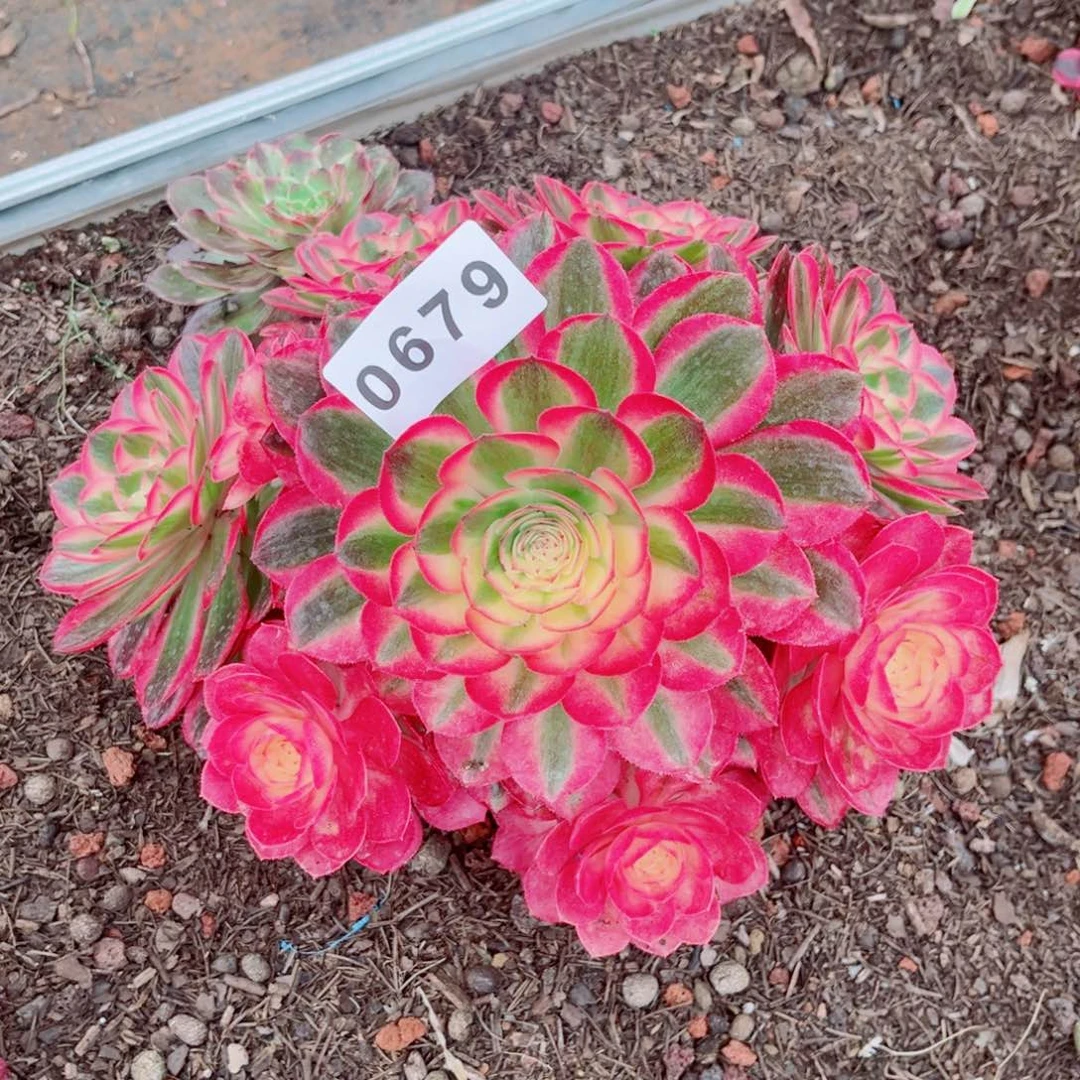 荔枝多肉发货发货