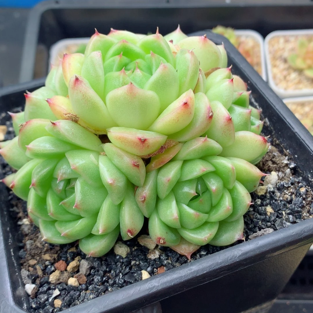 58包邮  群生不包整麦秆群26