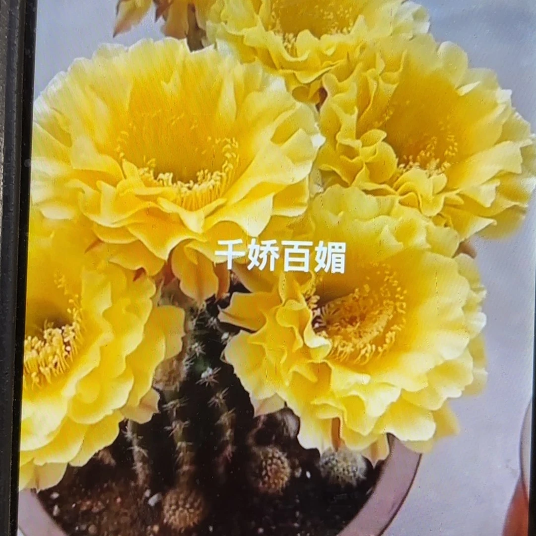 娇媚彩仙人球侧牙20包邮14