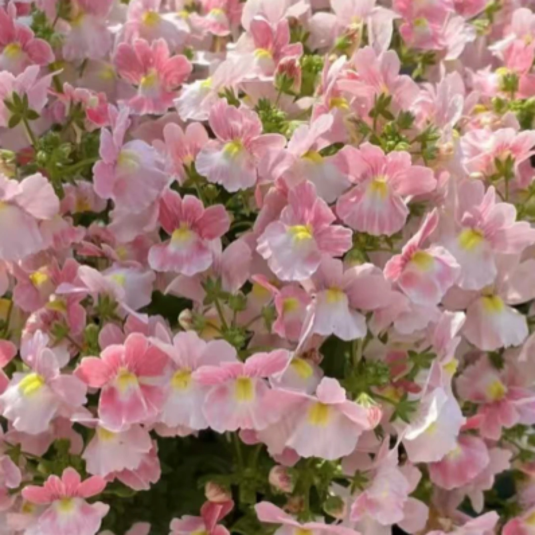 【店铺满4件包邮】龙面花盆栽多年生阳台花园植物