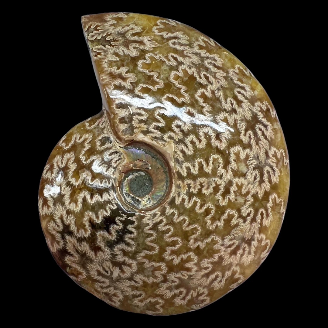 【 叶菊石（摆件）】109.2mm 玉化 马达加斯加 N-50  创意饰品 C77