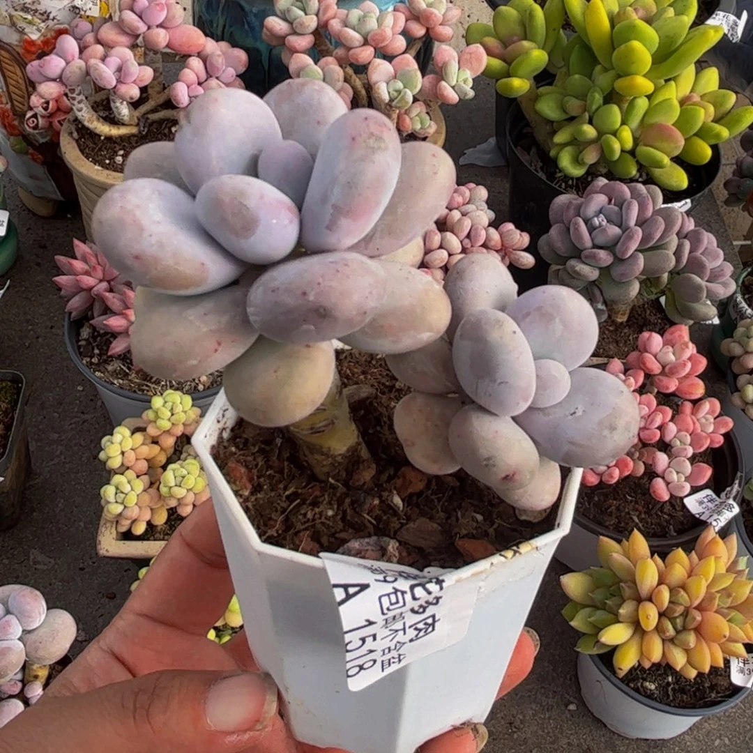 1518原始奶6cm多肉