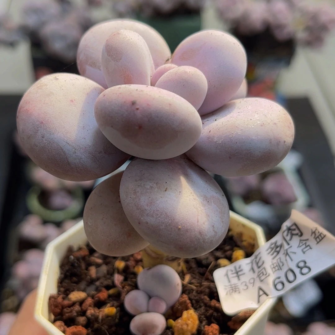 608/6cm水光针多肉