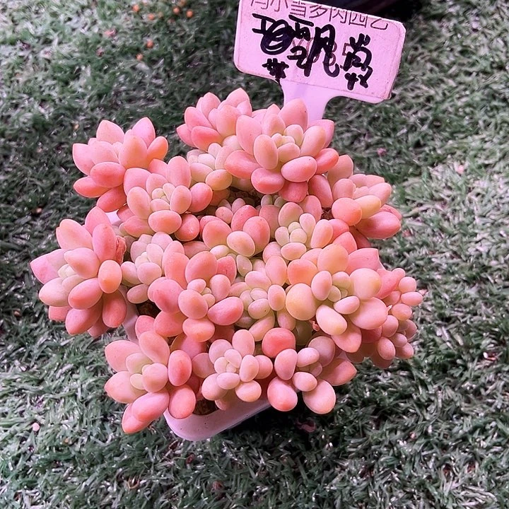 风*✨我是第一百个为妖刀应援