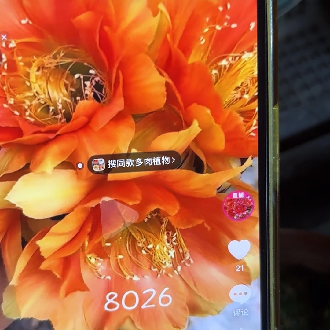 8026彩20包邮仙人球9