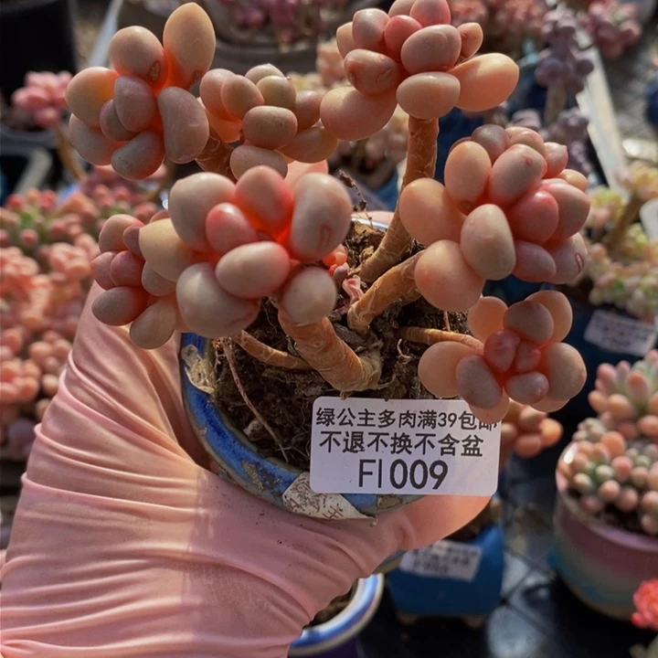 先锋派8cm1009多肉植物