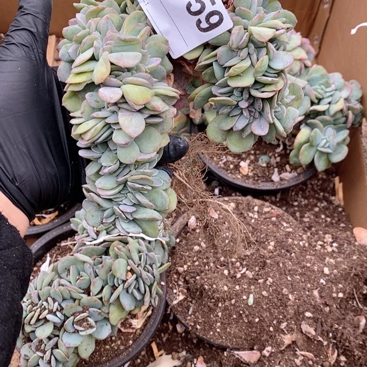 自***由659 白凤缀呀呀呀呀