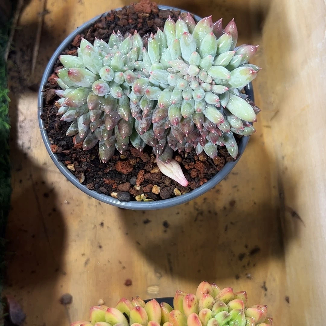 所罗门缀多肉植物