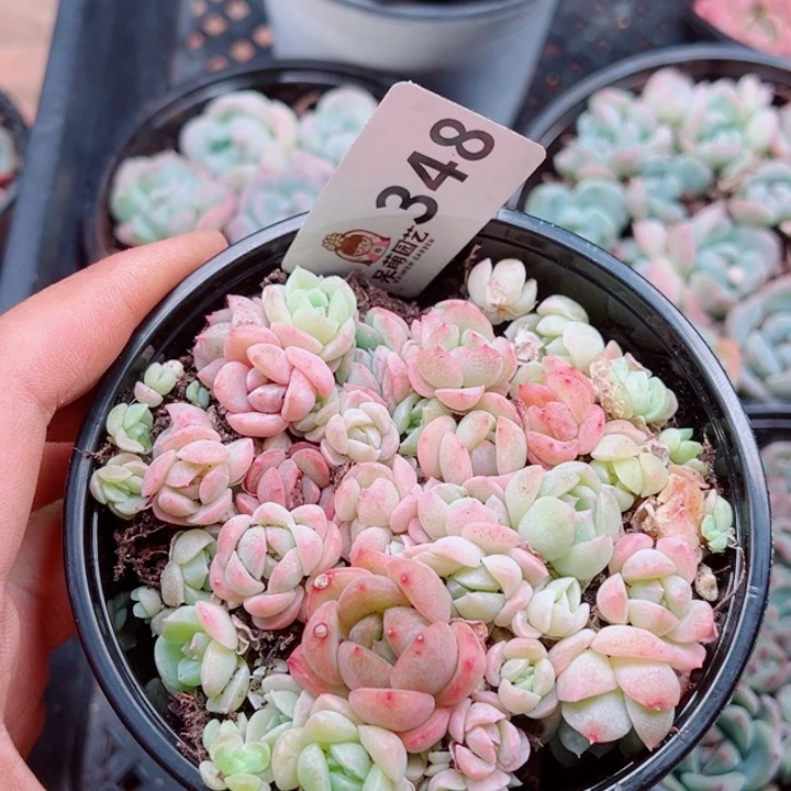 多肉植物多肉植物