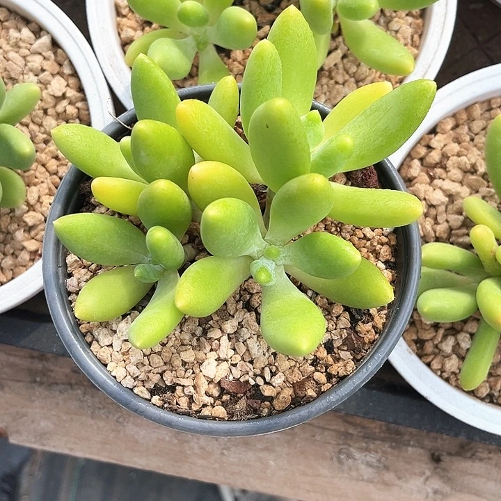 金蝉12号码牌子的话题