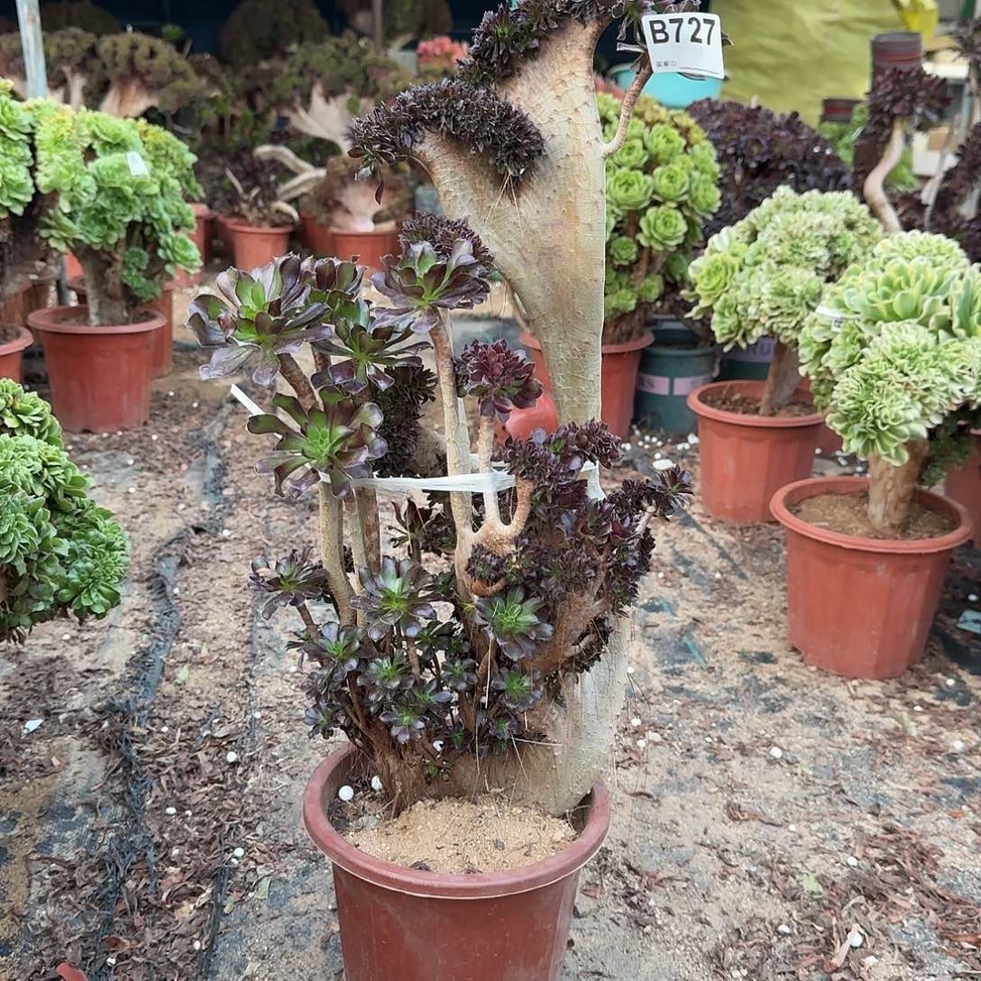 727黑法师有多处伤一颗呀