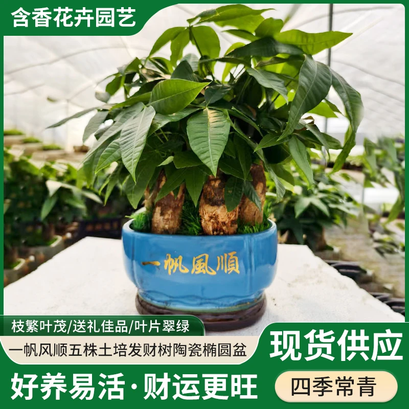 大号土培五株发财树枝繁叶茂好养易活净化空气室内办公室招财摆件