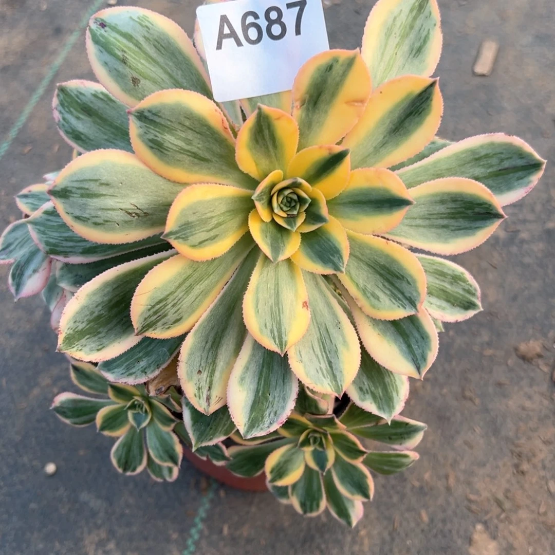 687灿烂小老桩法师