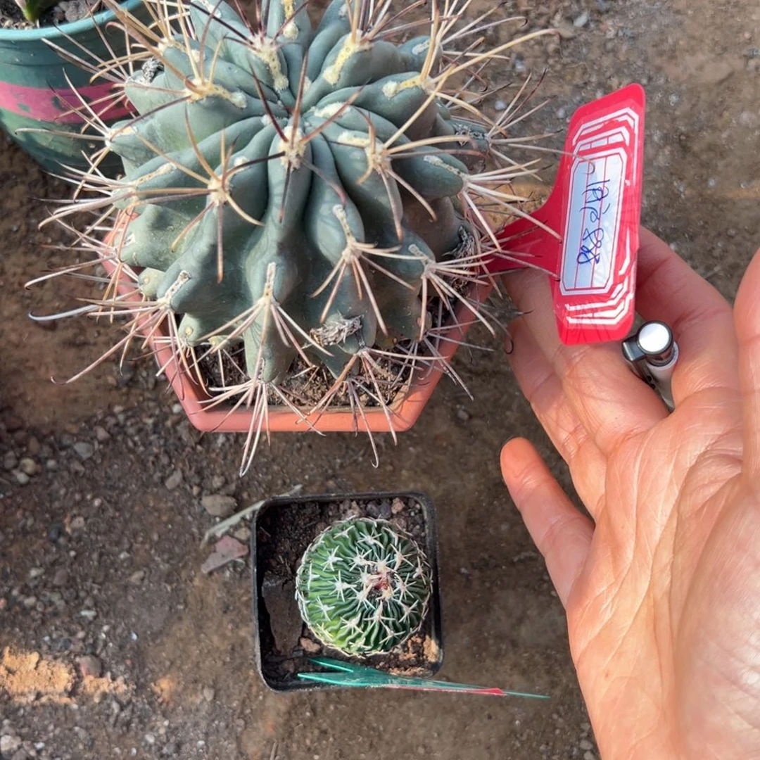 用***8零零落落 零零落落