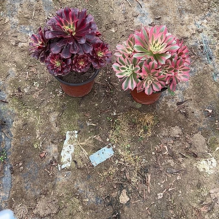 不包侧枝一物一拍27
