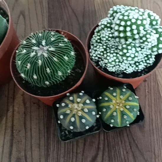 花花世界迷人眼球球好养