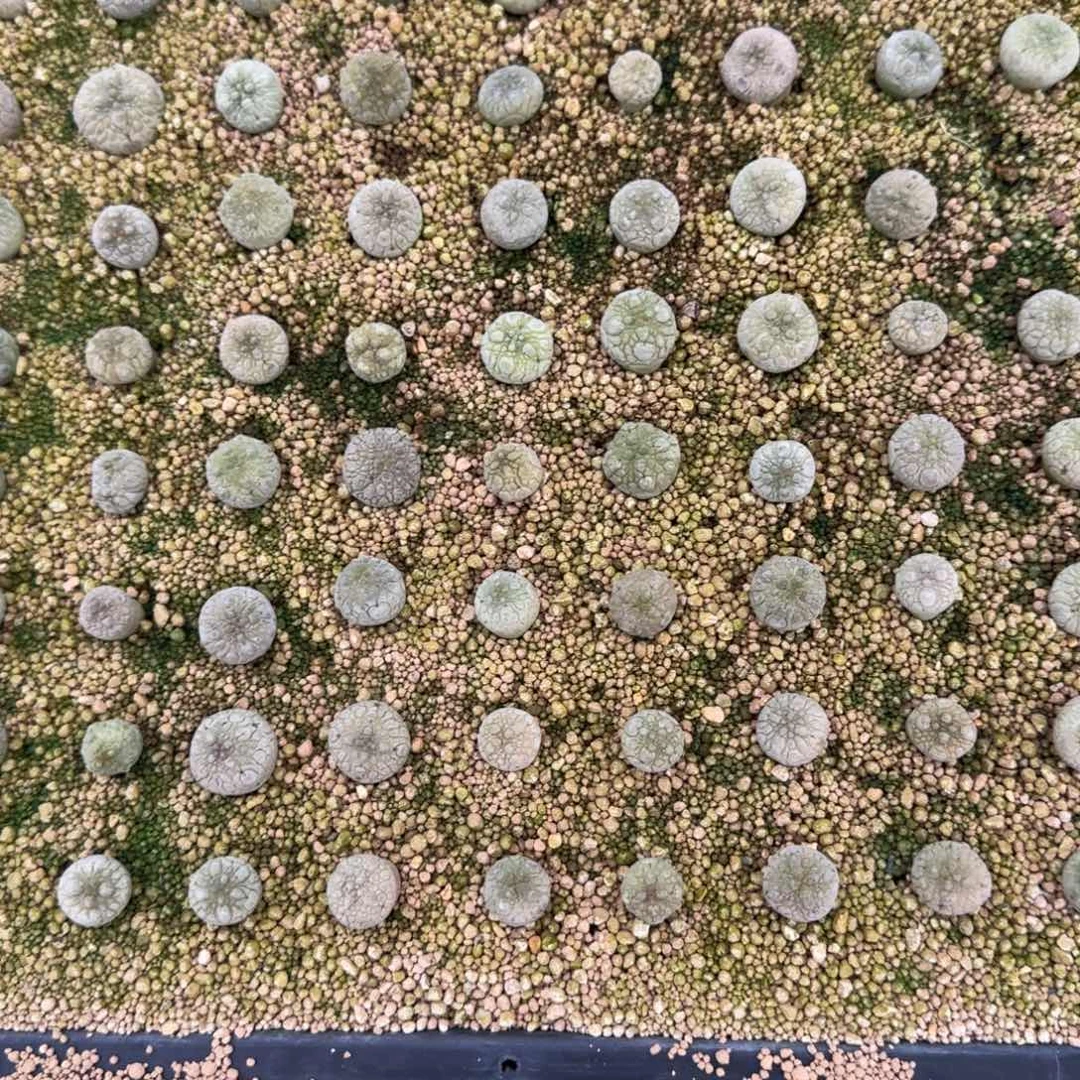 凝蹄玉实生多肉植物