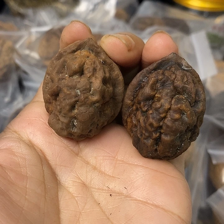 核桃云南铁核桃基地9