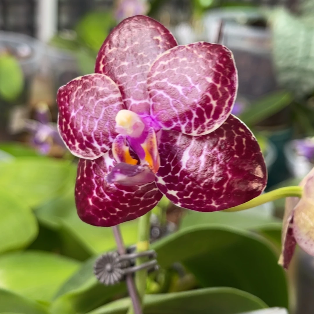 完全开放弥陀807-红冰-龙象-1385